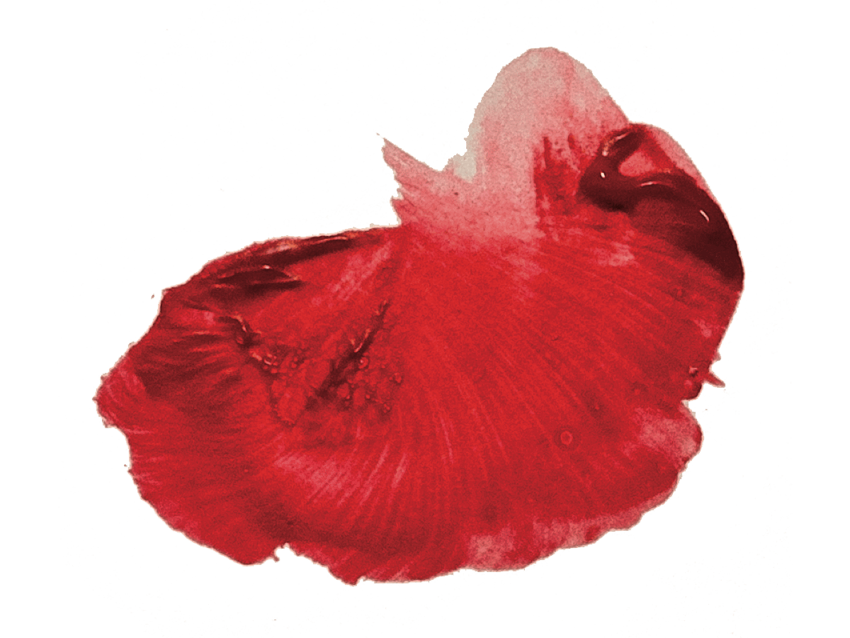 A New Color | For Professionals - Davines International