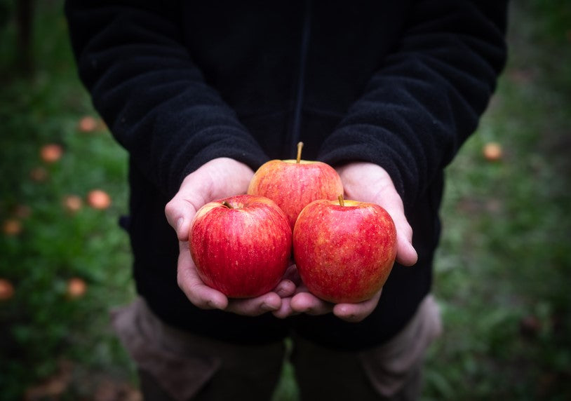 Apple pulp
