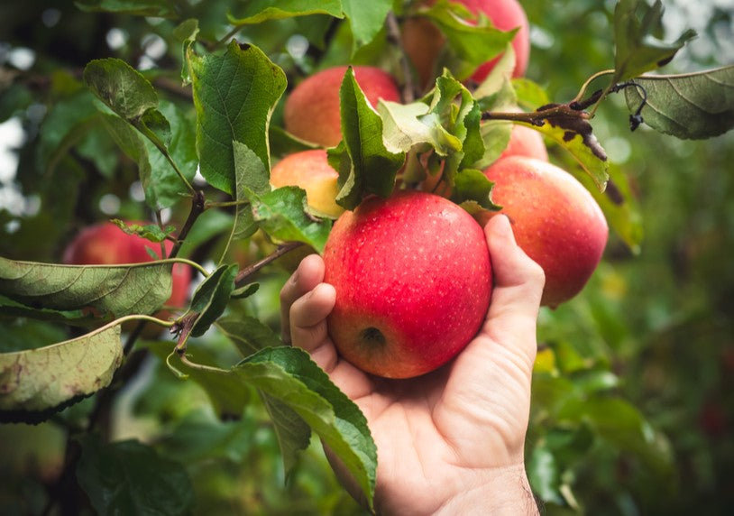 Apple pulp