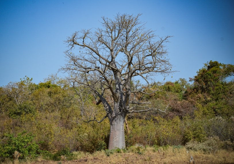 Baobab pulp