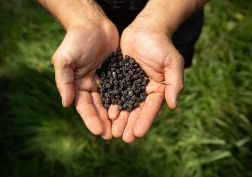 Black chickpea