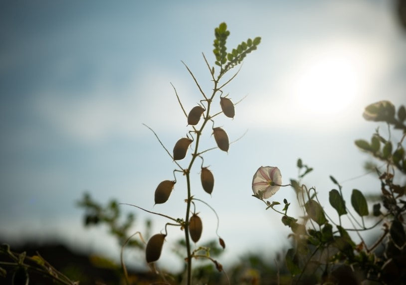Black chickpea