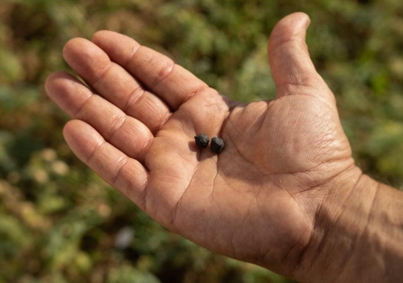 Black chickpea